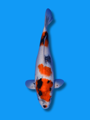 Kuchibeni Showa | Koi&Co.